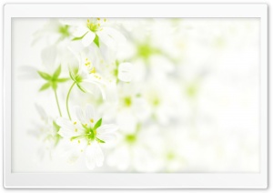 Blurred White Flowers Ultra HD Wallpaper for 4K UHD Widescreen desktop, tablet & smartphone