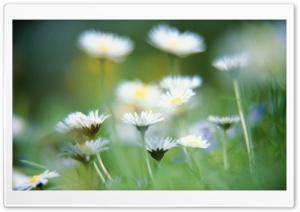 Blurry Daisies Ultra HD Wallpaper for 4K UHD Widescreen desktop, tablet & smartphone