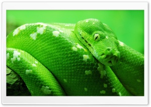 Boa Tree Snake Ultra HD Wallpaper for 4K UHD Widescreen desktop, tablet & smartphone