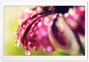 Bokeh Drops & Flower Ultra HD Wallpaper for 4K UHD Widescreen desktop, tablet & smartphone