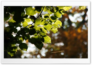 Bokeh Leaves Ultra HD Wallpaper for 4K UHD Widescreen desktop, tablet & smartphone