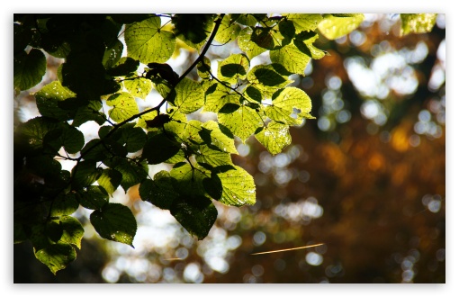 Bokeh Leaves UltraHD Wallpaper for Wide 16:10 5:3 Widescreen WHXGA WQXGA WUXGA WXGA WGA ; 8K UHD TV 16:9 Ultra High Definition 2160p 1440p 1080p 900p 720p ; UHD 16:9 2160p 1440p 1080p 900p 720p ; Standard 4:3 5:4 3:2 Fullscreen UXGA XGA SVGA QSXGA SXGA DVGA HVGA HQVGA ( Apple PowerBook G4 iPhone 4 3G 3GS iPod Touch ) ; Tablet 1:1 ; iPad 1/2/Mini ; Mobile 4:3 5:3 3:2 16:9 5:4 - UXGA XGA SVGA WGA DVGA HVGA HQVGA ( Apple PowerBook G4 iPhone 4 3G 3GS iPod Touch ) 2160p 1440p 1080p 900p 720p QSXGA SXGA ; Dual 16:10 5:3 16:9 4:3 5:4 WHXGA WQXGA WUXGA WXGA WGA 2160p 1440p 1080p 900p 720p UXGA XGA SVGA QSXGA SXGA ;