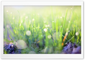 Bokeh, Morning Light, Green Grass Ultra HD Wallpaper for 4K UHD Widescreen desktop, tablet & smartphone