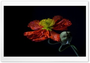 Bold Red Poppy Bloom in Studio Light 4K UHD Wallpaper for Widescreen and UltraWide Desktop, UltraHD TV, Smartphone, Tablet