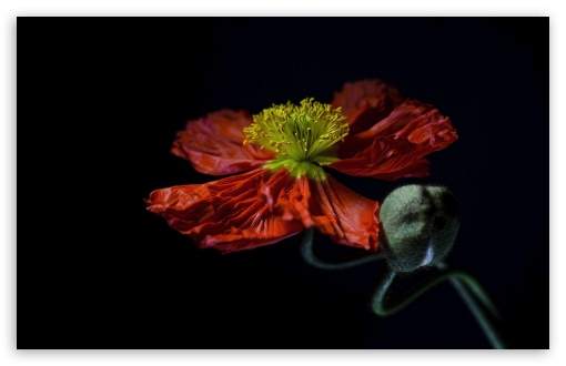Bold Red Poppy Bloom in Studio Light UltraHD Wallpaper for UHD 16:9 ; HD 16:9 ; UltraWide 21:9 24:10 32:9 32:10 ; Widescreen 16:10 5:3 ; Fullscreen 4:3 5:4 3:2 ; Tablet 1:1 ; Dual 16:10 5:3 16:9 4:3 5:4 3:2 ;