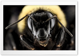 Bombus Auricomus, Black and Gold Bumblebee Ultra HD Wallpaper for 4K UHD Widescreen desktop, tablet & smartphone