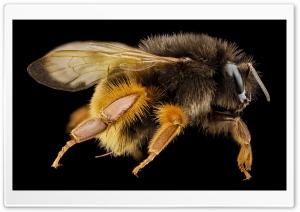 Bombus Eximius Bumblebee Ultra HD Wallpaper for 4K UHD Widescreen desktop, tablet & smartphone