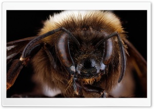 Bombus Occidentalis, the Western Bumblebee Ultra HD Wallpaper for 4K UHD Widescreen desktop, tablet & smartphone