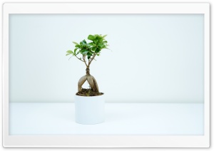Bonsai Plant Indoor Ultra HD Wallpaper for 4K UHD Widescreen desktop, tablet & smartphone