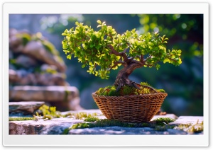 Bonsai Tree Outdoor Ultra HD Wallpaper for 4K UHD Widescreen Desktop, Lockscreen, Screensaver, TV, Tablet, Smartphone