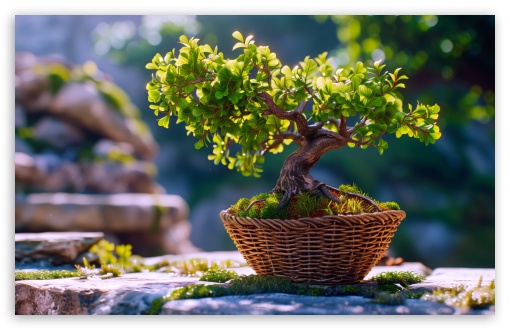 Bonsai Tree Outdoor UltraHD Wallpaper for UHD 16:9 ; HD 16:9 ; UltraWide 21:9 24:10 32:9 32:10 ; Widescreen 16:10 5:3 ; Fullscreen 4:3 5:4 3:2 ; Tablet 1:1 ; Dual 16:10 5:3 16:9 4:3 5:4 3:2 ;