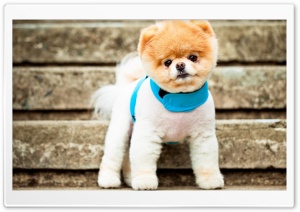 Boo The Dog Ultra HD Wallpaper for 4K UHD Widescreen desktop, tablet & smartphone