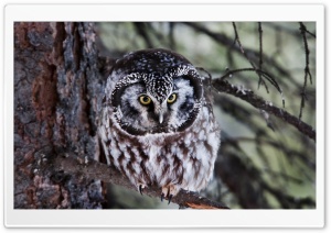 Boreal Owl Ultra HD Wallpaper for 4K UHD Widescreen desktop, tablet & smartphone