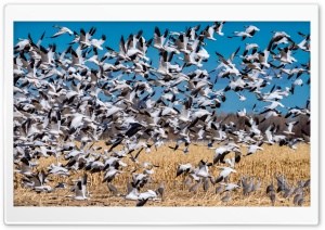Bosque del Apache National Wildlife Refuge Ultra HD Wallpaper for 4K UHD Widescreen desktop, tablet & smartphone