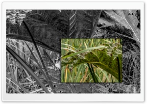 Botanical Extravagance Ultra HD Wallpaper for 4K UHD Widescreen desktop, tablet & smartphone