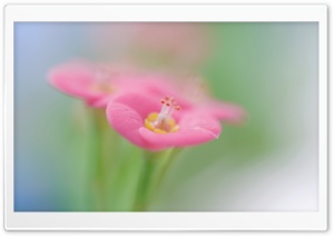 Botanical Garden Pink Flower Macro Ultra HD Wallpaper for 4K UHD Widescreen desktop, tablet & smartphone