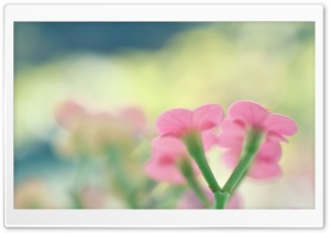 Botanical Garden Pink Flowers Ultra HD Wallpaper for 4K UHD Widescreen desktop, tablet & smartphone