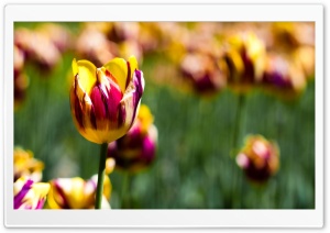 Botanical Garden Tulips Ultra HD Wallpaper for 4K UHD Widescreen desktop, tablet & smartphone