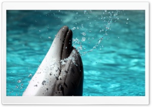 Bottlenose Dolphin Ultra HD Wallpaper for 4K UHD Widescreen desktop, tablet & smartphone