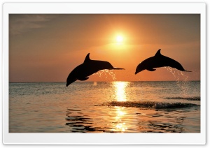 Bottlenose Dolphin Jumping At Sunset Caribbean Honduras Ultra HD Wallpaper for 4K UHD Widescreen desktop, tablet & smartphone
