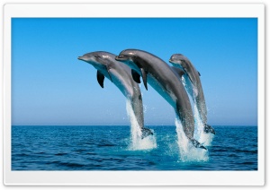 Bottlenose Dolphins Tursiops Truncatus Ultra HD Wallpaper for 4K UHD Widescreen desktop, tablet & smartphone