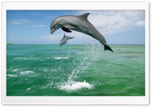 Bottlenose Dolphins Tursiops Truncatus Caribbean Sea Ultra HD Wallpaper for 4K UHD Widescreen desktop, tablet & smartphone