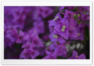 Bougainvillea Ultra HD Wallpaper for 4K UHD Widescreen desktop, tablet & smartphone