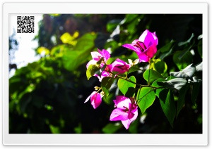 Bougainvillea Ultra HD Wallpaper for 4K UHD Widescreen desktop, tablet & smartphone