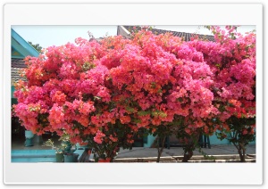 Bougainvillea 4K UHD Wallpaper for Widescreen and UltraWide Desktop, UltraHD TV, Smartphone, Tablet