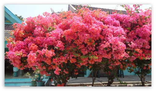 Bougainvillea UltraHD Wallpaper for UHD 16:9 ; HD 16:9 ;