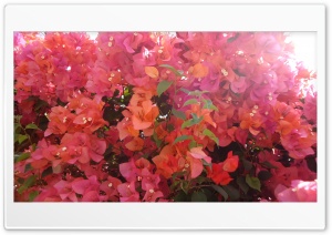 Bougainvillea 4K UHD Wallpaper for Widescreen and UltraWide Desktop, UltraHD TV, Smartphone, Tablet