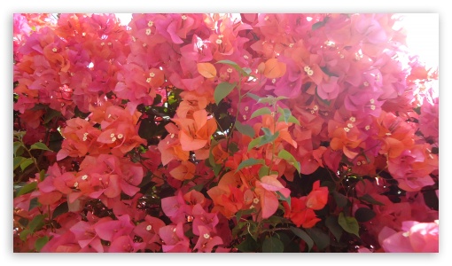 Bougainvillea UltraHD Wallpaper for UHD 16:9 ; HD 16:9 ;