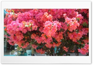 Bougainvillea 4K UHD Wallpaper for Widescreen and UltraWide Desktop, UltraHD TV, Smartphone, Tablet