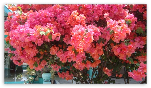 Bougainvillea UltraHD Wallpaper for UHD 16:9 ; HD 16:9 ;