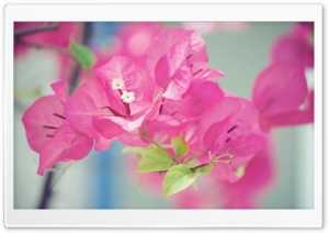 Bougainvillea Macro Ultra HD Wallpaper for 4K UHD Widescreen desktop, tablet & smartphone