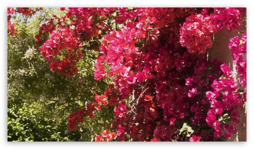 bougainvillier UltraHD Wallpaper for HD 16:9 ;