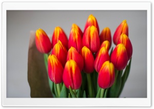 Bouquet Of Red Tulips Ultra HD Wallpaper for 4K UHD Widescreen desktop, tablet & smartphone
