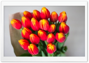Bouquet Of Red Tulips Wrapped In Butcher Paper Ultra HD Wallpaper for 4K UHD Widescreen desktop, tablet & smartphone