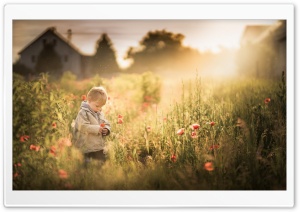 Boy Summer Poppies Ultra HD Wallpaper for 4K UHD Widescreen desktop, tablet & smartphone