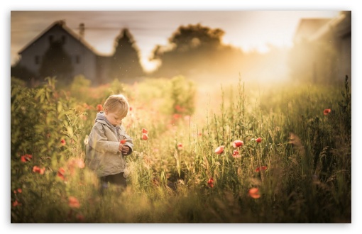 Boy Summer Poppies UltraHD Wallpaper for Widescreen 16:10 ;