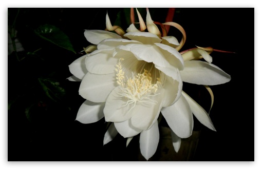 Brahmakamal UltraHD Wallpaper for UHD 16:9 ; HD 16:9 ; Widescreen 16:10 5:3 ; Fullscreen 4:3 5:4 3:2 ; Tablet 1:1 ;