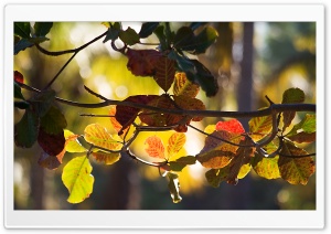 Branch Bokeh, Autumn Ultra HD Wallpaper for 4K UHD Widescreen desktop, tablet & smartphone