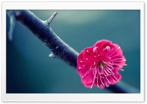 Branch Cherry Blossom Ultra HD Wallpaper for 4K UHD Widescreen desktop, tablet & smartphone