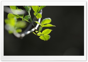 Branch Macro Ultra HD Wallpaper for 4K UHD Widescreen desktop, tablet & smartphone