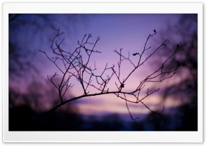 Branch Silhouette At Sunset Ultra HD Wallpaper for 4K UHD Widescreen desktop, tablet & smartphone