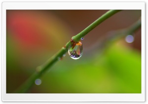 Branch With A Drop Of Rain Ultra HD Wallpaper for 4K UHD Widescreen desktop, tablet & smartphone