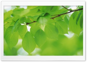 Branch With Green Leaves 10 Ultra HD Wallpaper for 4K UHD Widescreen desktop, tablet & smartphone