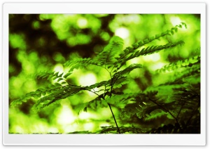 Branch With Green Leaves 14 Ultra HD Wallpaper for 4K UHD Widescreen desktop, tablet & smartphone