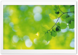 Branch With Green Leaves 16 Ultra HD Wallpaper for 4K UHD Widescreen desktop, tablet & smartphone