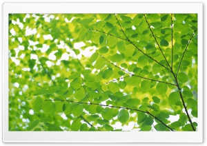 Branch With Green Leaves 18 Ultra HD Wallpaper for 4K UHD Widescreen desktop, tablet & smartphone